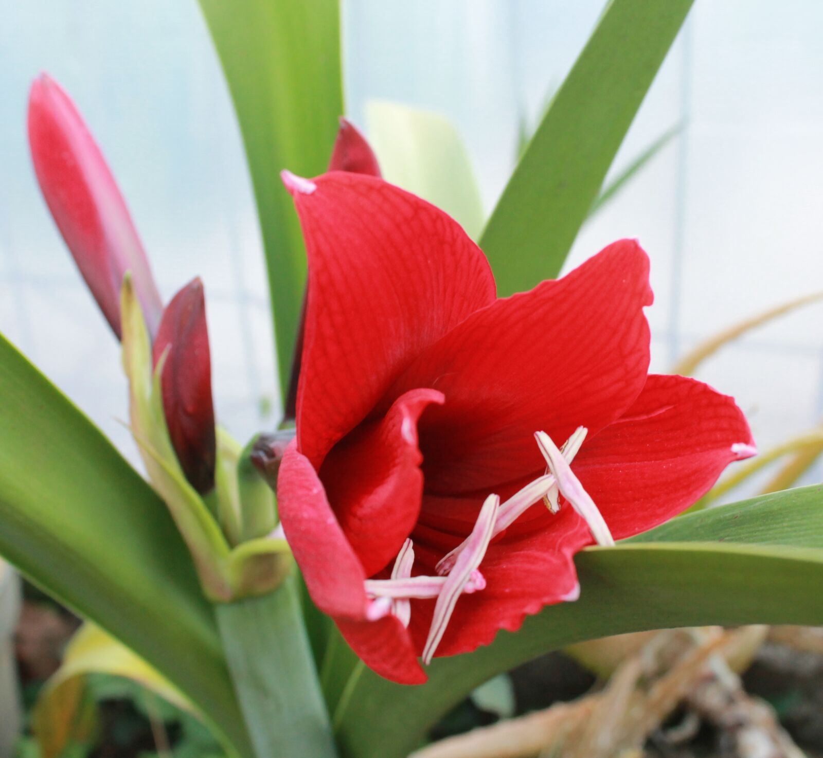 Canon EOS 1100D (EOS Rebel T3 / EOS Kiss X50) sample photo. Lily, red, blossom photography