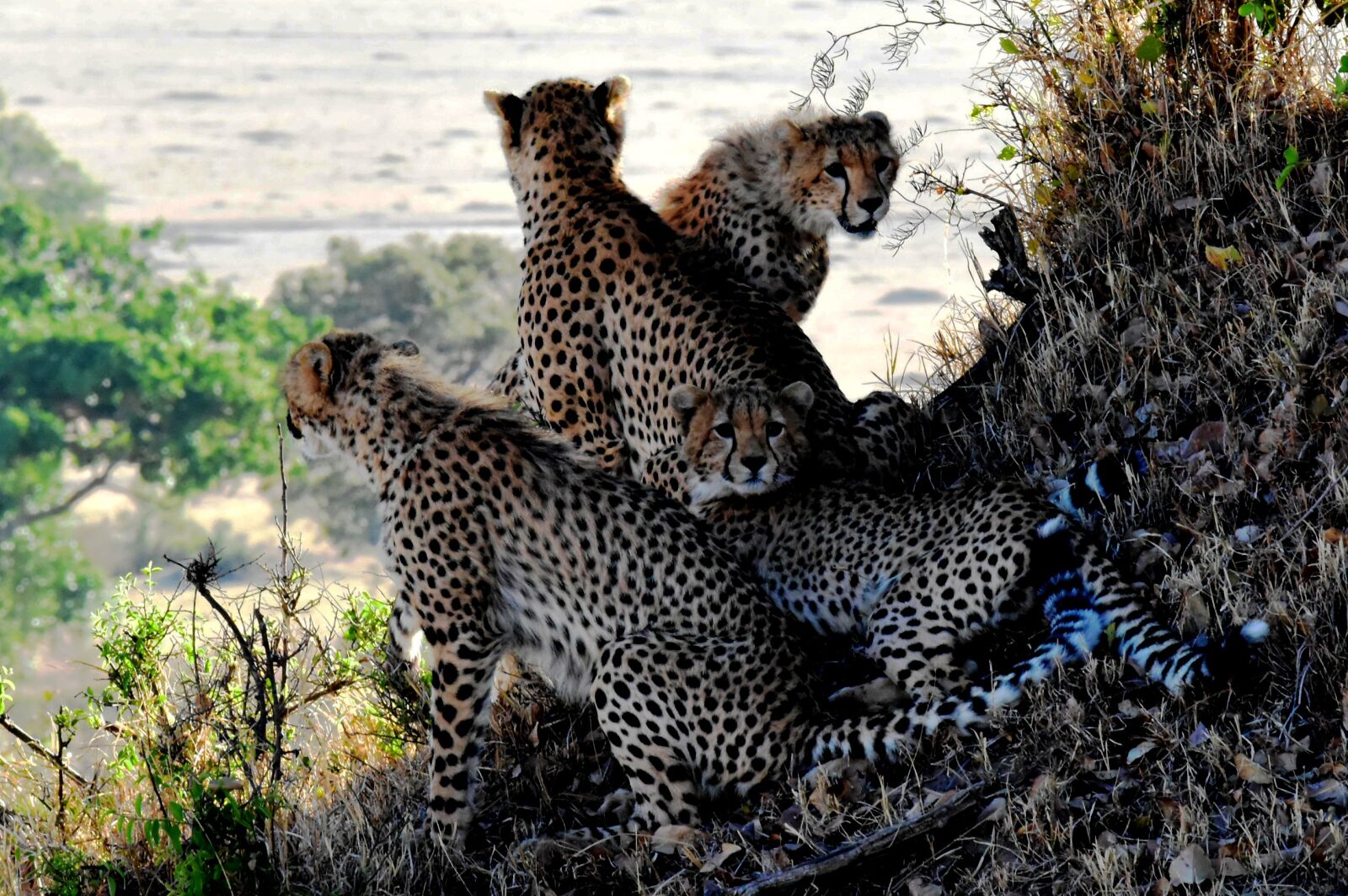 Nikon D5500 sample photo. Cheetah, family, animals photography