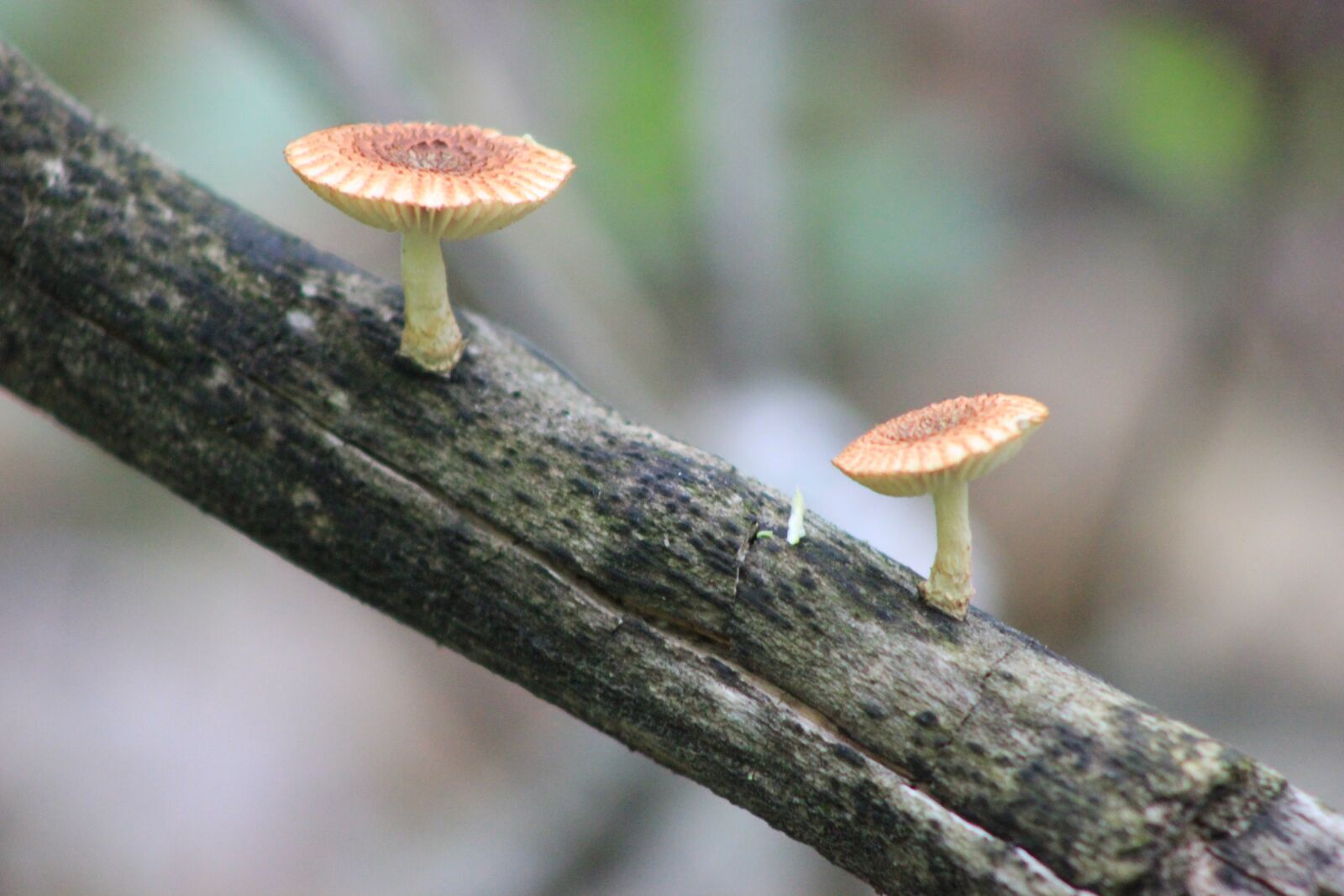 Canon EOS 550D (EOS Rebel T2i / EOS Kiss X4) sample photo. Mushroom, nature, forest photography