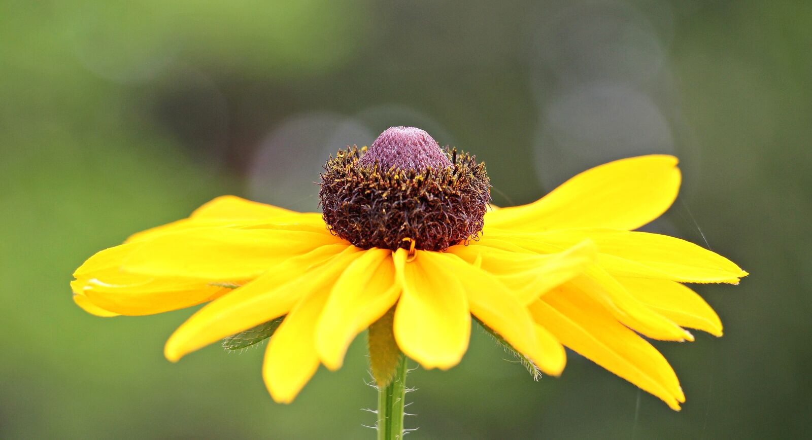 Canon EOS 550D (EOS Rebel T2i / EOS Kiss X4) sample photo. Sun brews, flower, blossom photography