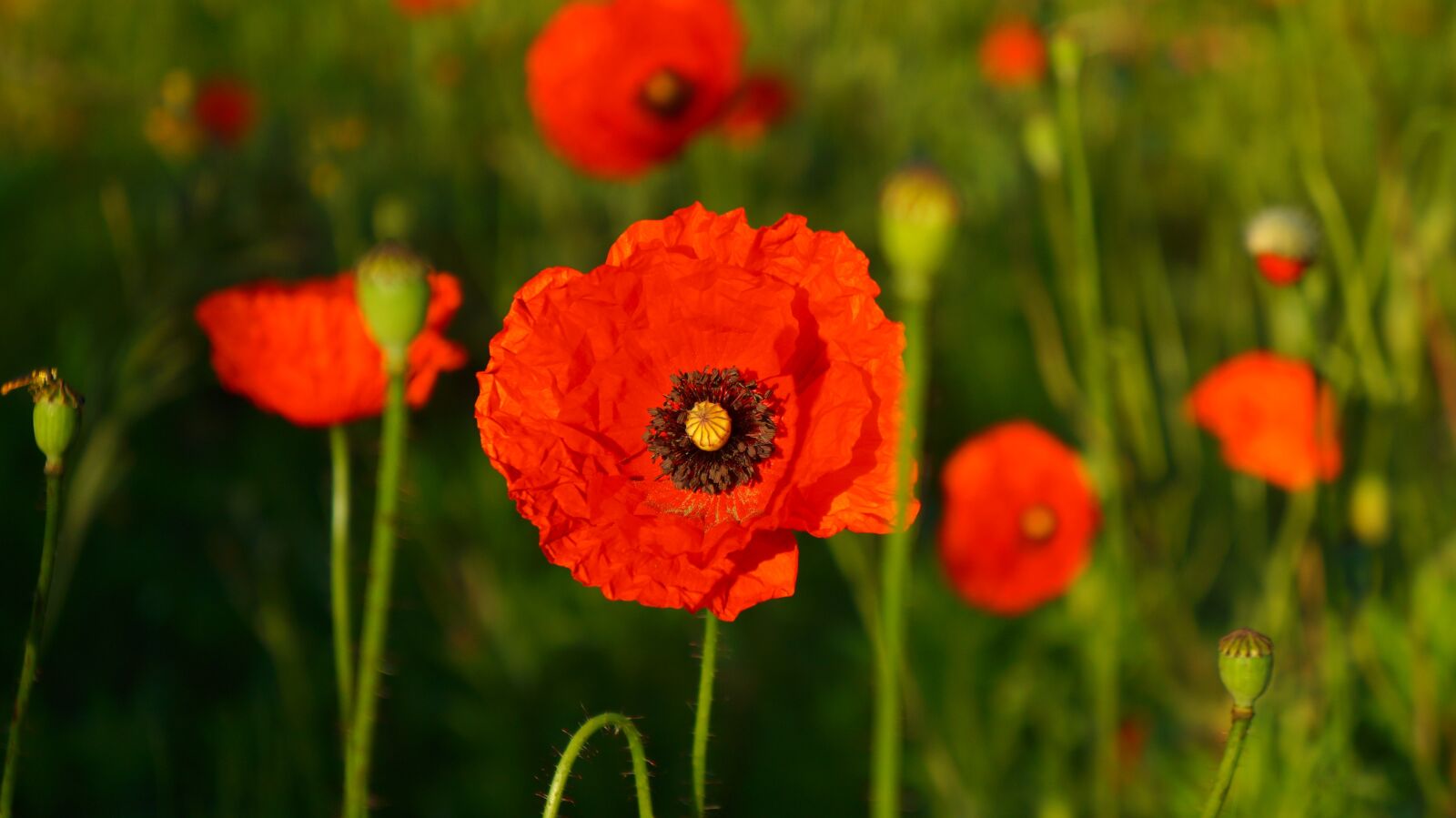 Sony Alpha a3000 + Sony E 18-55mm F3.5-5.6 OSS sample photo. Nature, plants, poppies photography