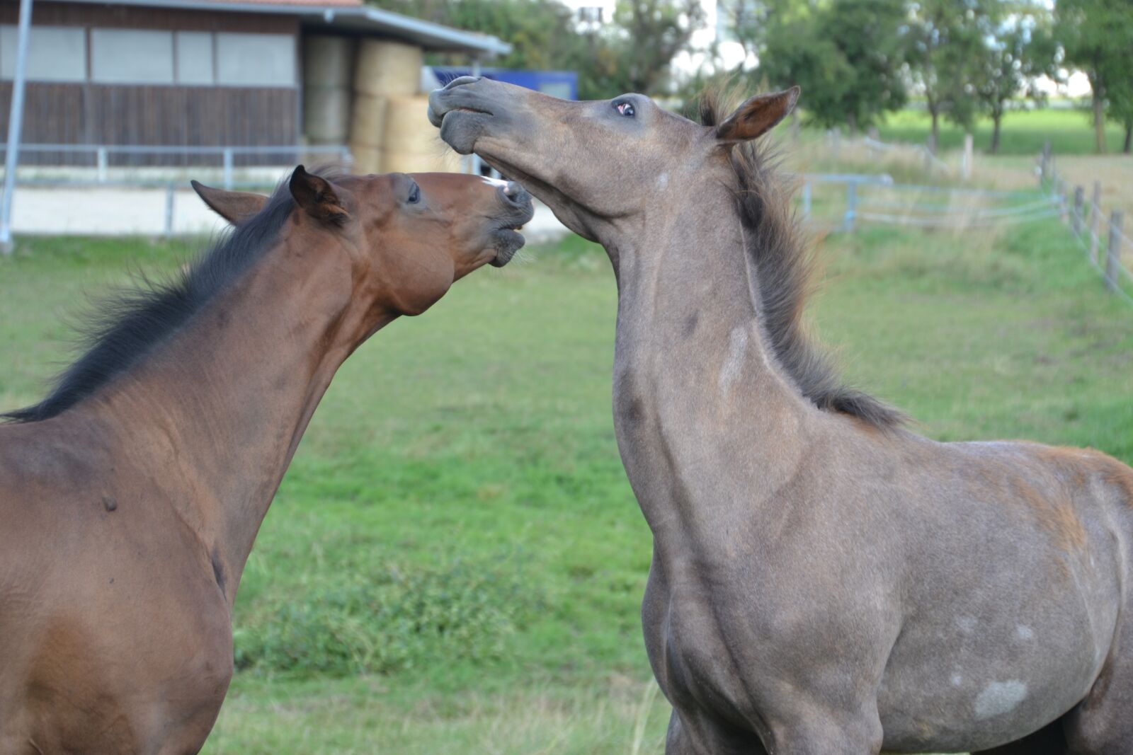 Nikon D3100 sample photo. Foal, horse, young animal photography