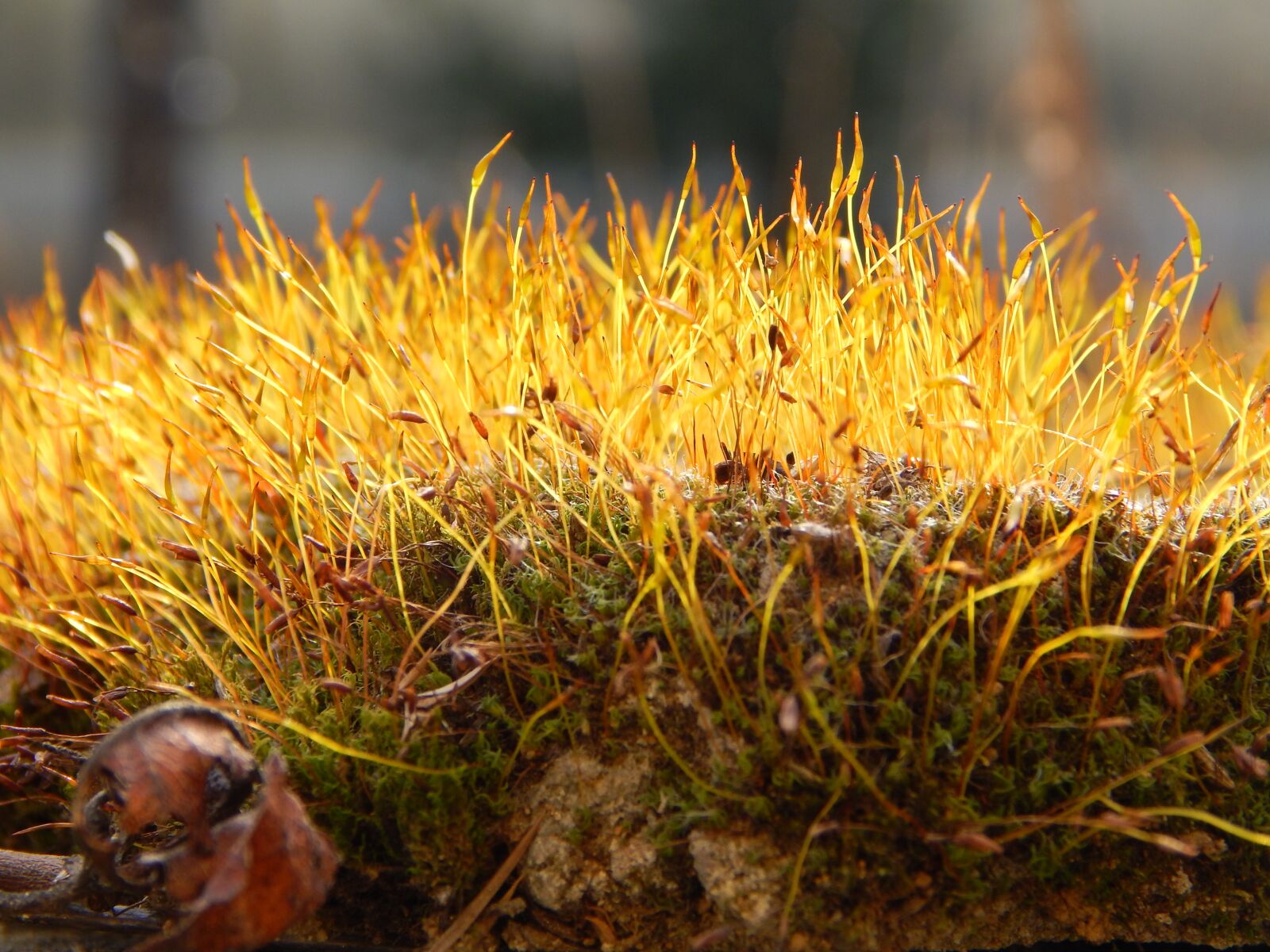 Nikon Coolpix L820 sample photo. Moss, forest, nature photography