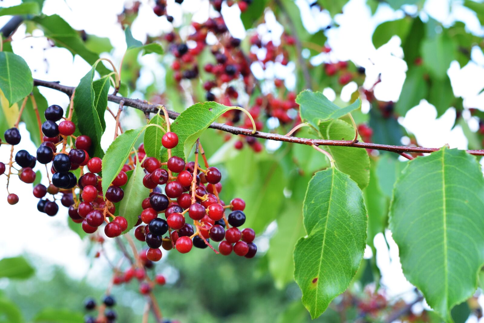 Nikon D5200 sample photo. Fruit, group, the bunches photography