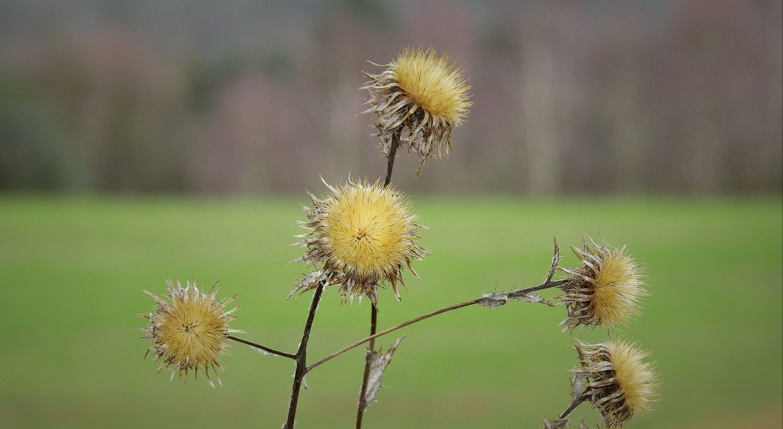 Nikon Coolpix P900 sample photo. Thistles, the end of photography