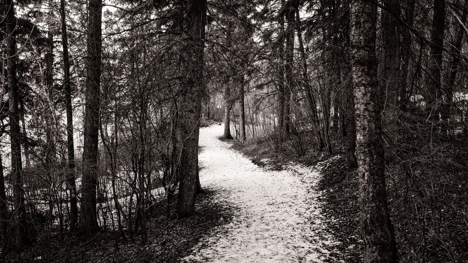 Fujifilm X100T sample photo. Path, forest, snow photography