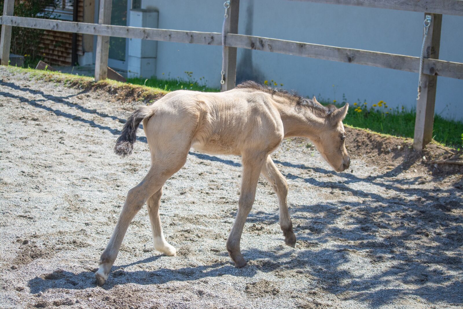 Nikon D7100 sample photo. Foal, mare, young animal photography
