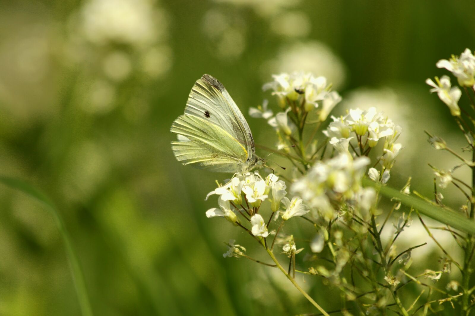 Canon EOS 650D (EOS Rebel T4i / EOS Kiss X6i) sample photo. Butterfly, insect, white flowers photography