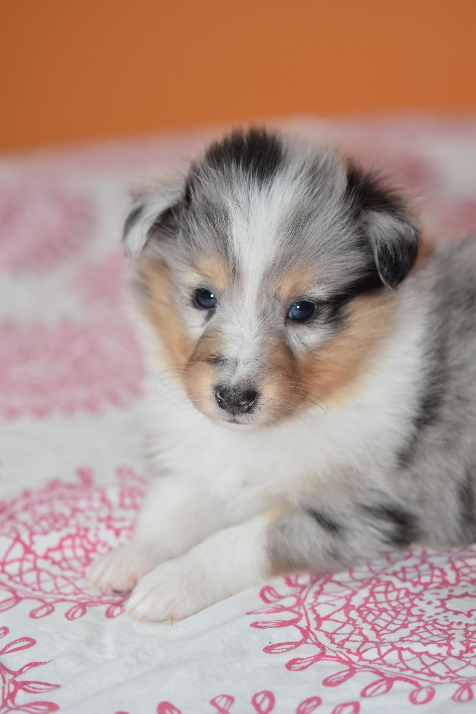 Nikon D5600 sample photo. Puppy shetland sheepdog, dog photography