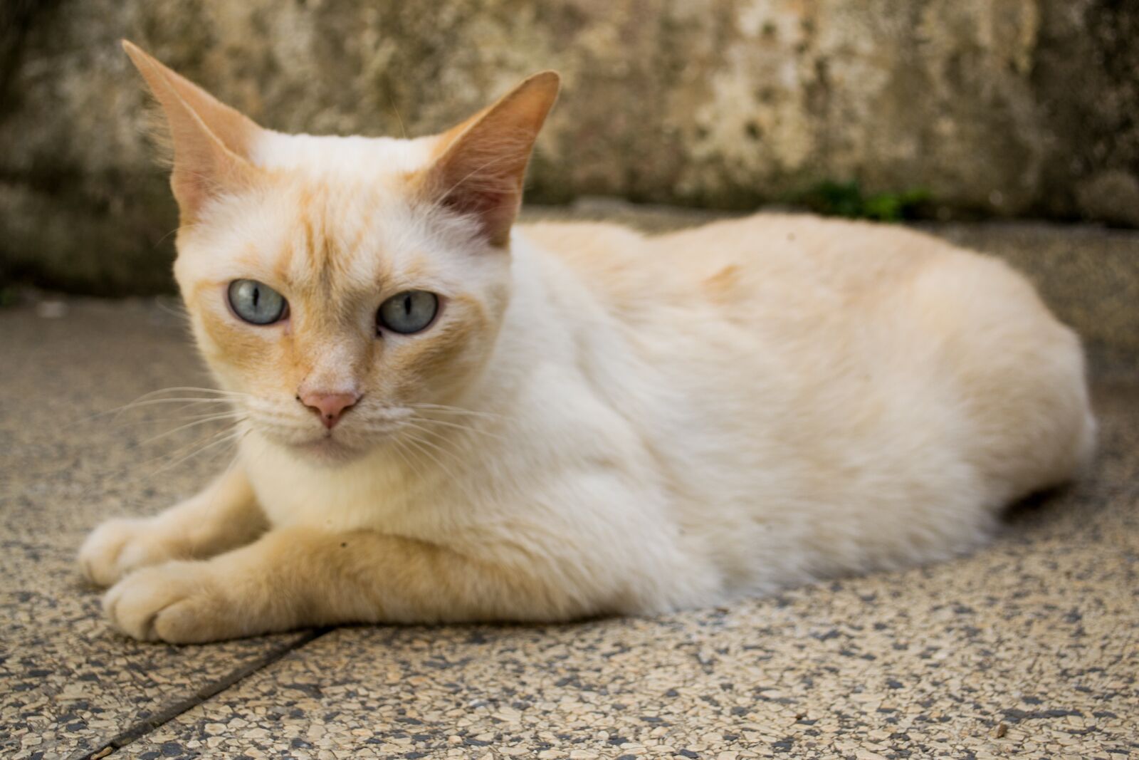 Nikon D3100 sample photo. Cat, pet, animal photography
