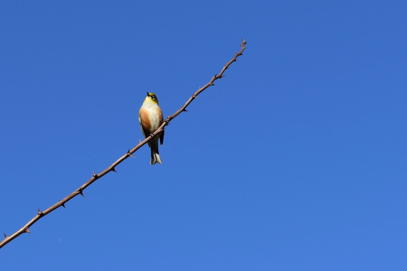 Nikon D3400 sample photo. Blue, bird, waxeye photography