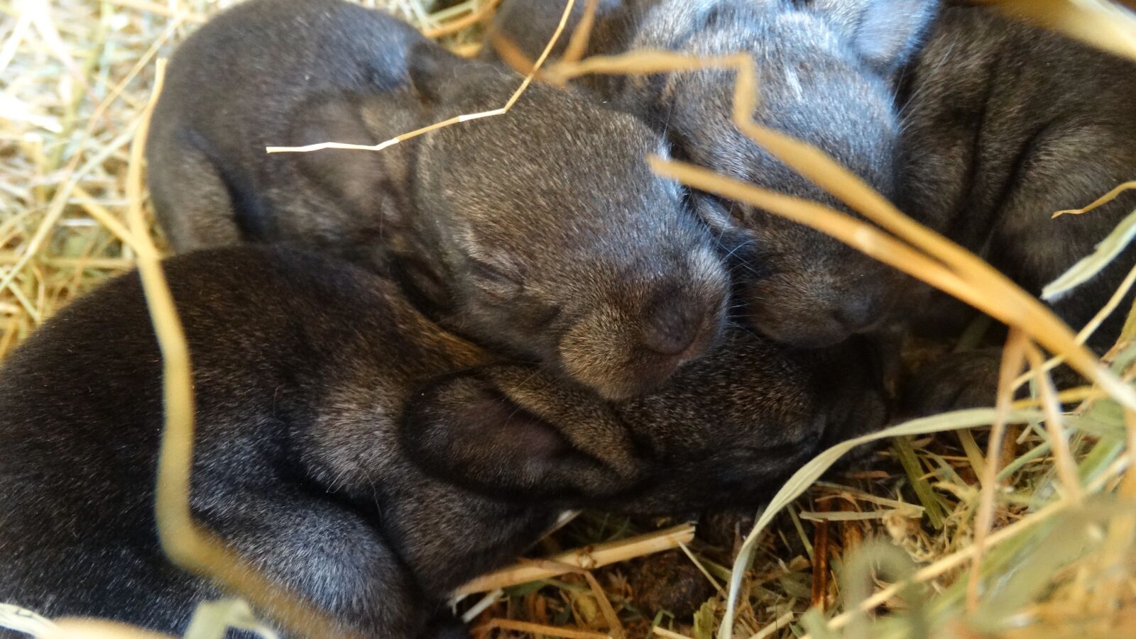 Sony Cyber-shot DSC-HX300 sample photo. Rabbit, cute, countryside photography
