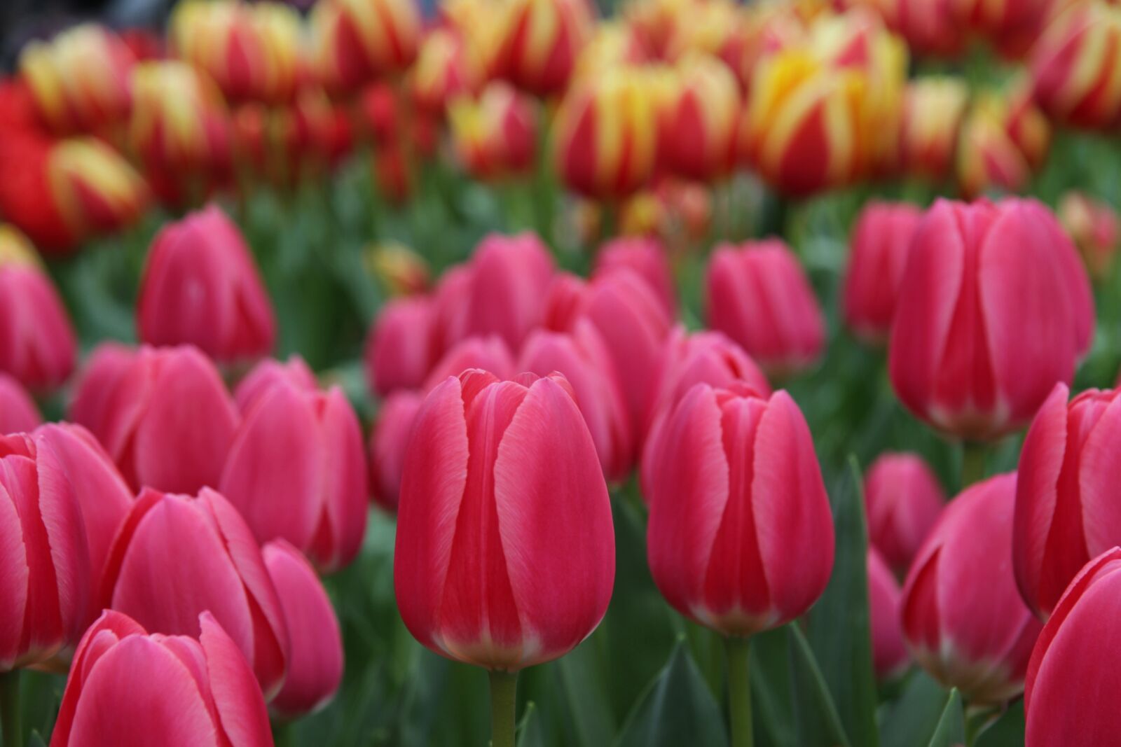 Canon EF-S 17-85mm F4-5.6 IS USM sample photo. Tulips, keukenhof, lisse photography