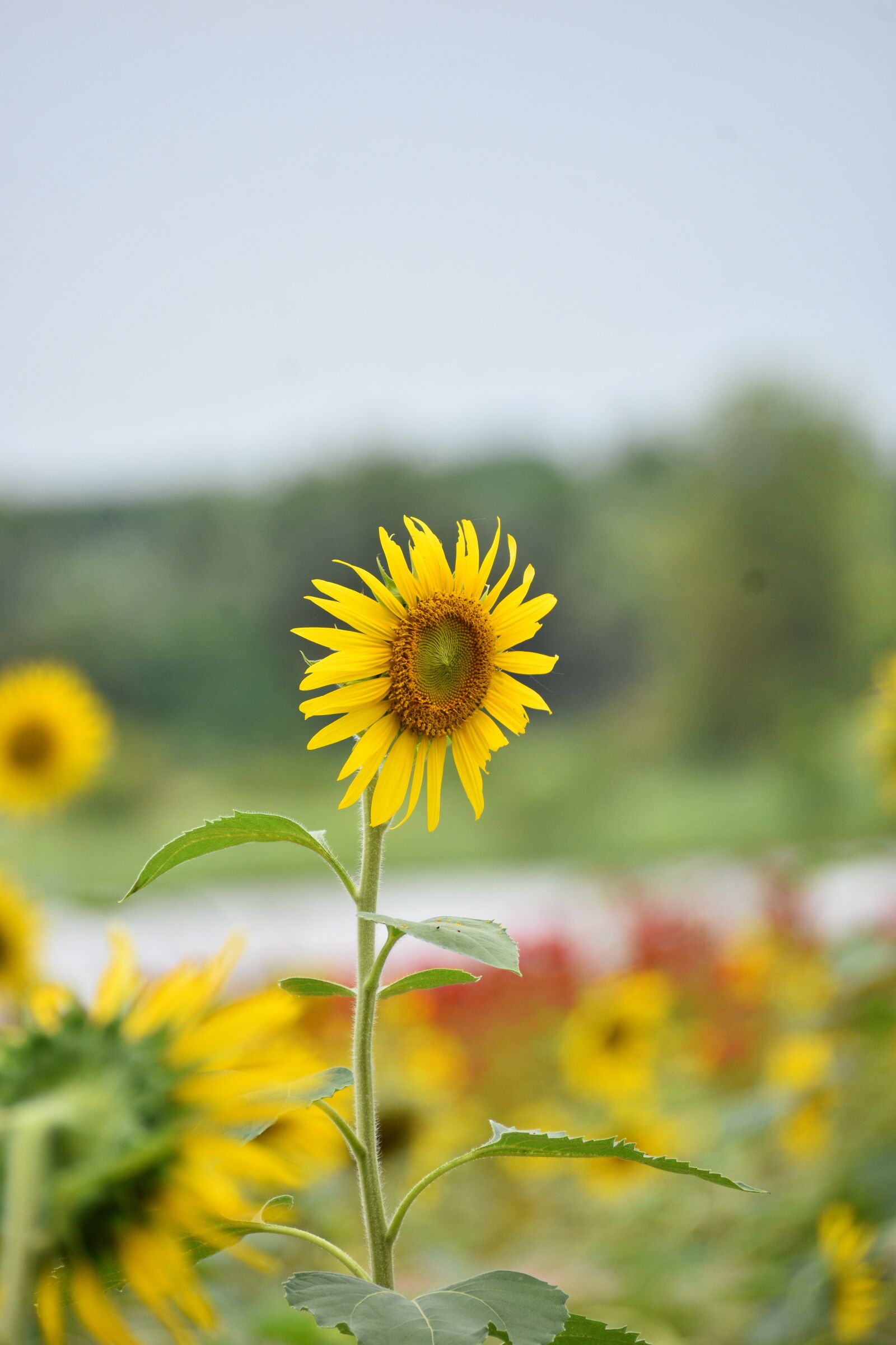 Nikon D7200 sample photo. Sunflower, yellow, flora photography