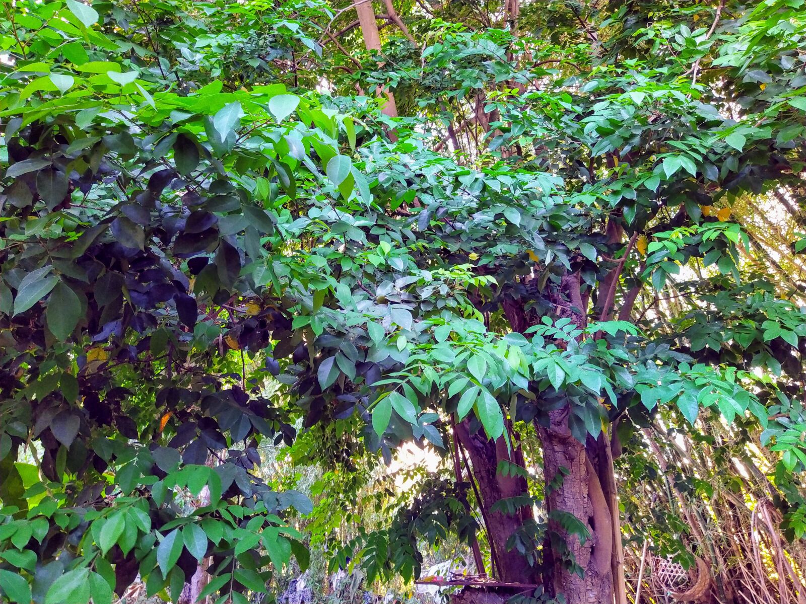 HMD Global Nokia 7.2 sample photo. Trees carambola, country scene photography
