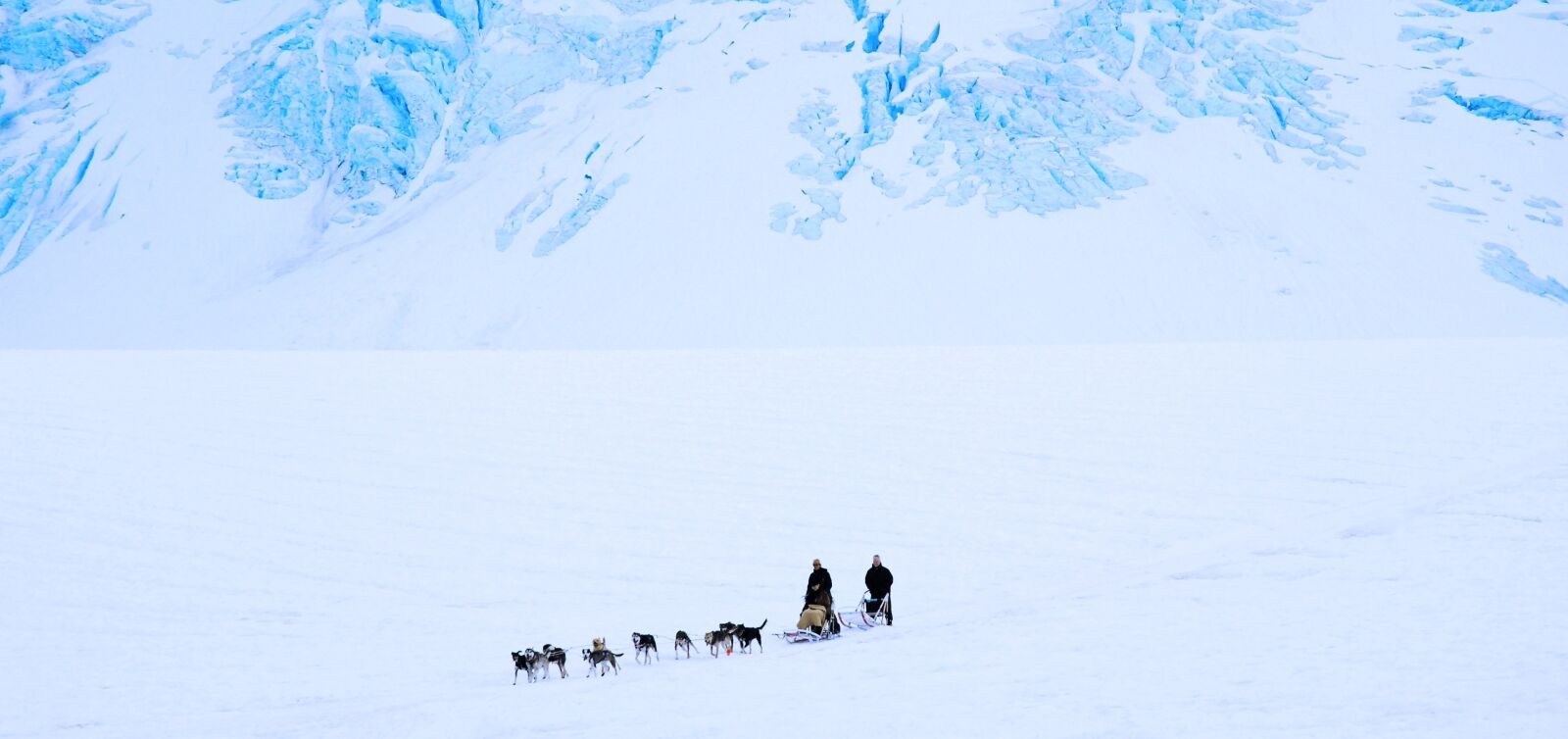 Nikon D80 sample photo. Dog sled, dogs, snow photography