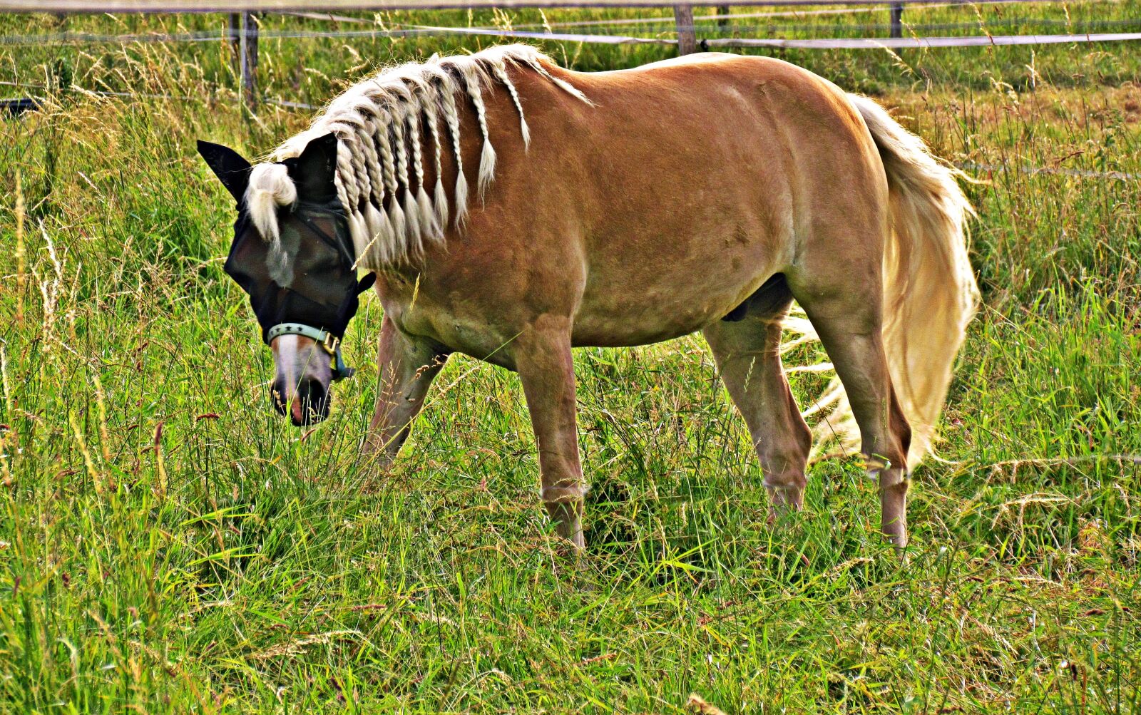 Canon PowerShot SX30 IS sample photo. Meadow, field, the horse photography