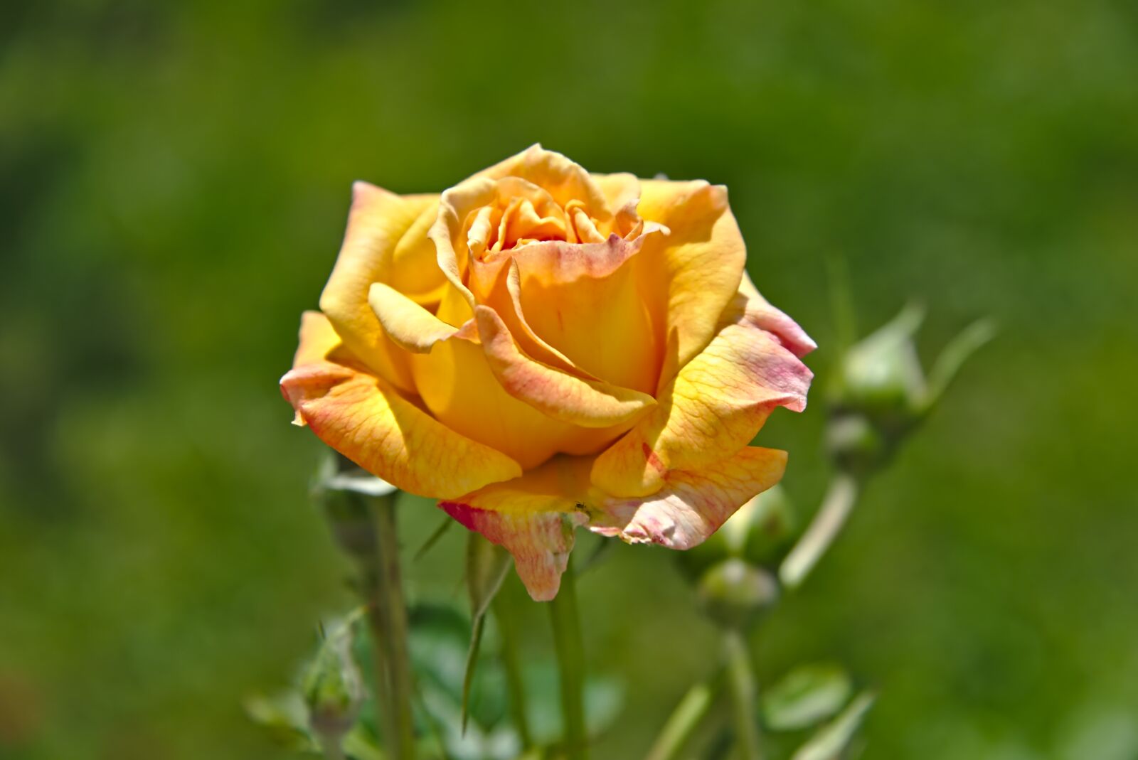 Nikon D750 sample photo. Rose, rose bloom, flower photography
