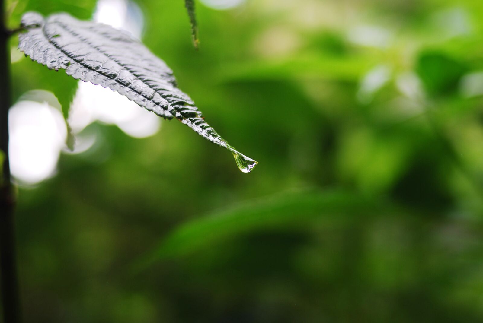 Nikon D60 sample photo. Nature, plant, leaf photography