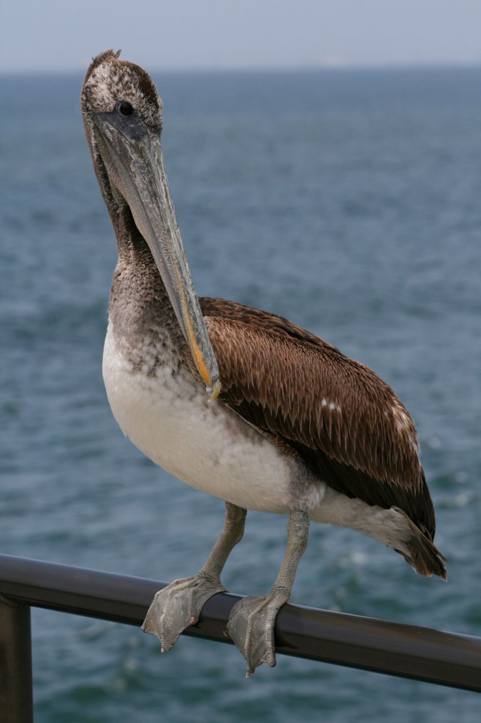 Canon EOS 400D (EOS Digital Rebel XTi / EOS Kiss Digital X) sample photo. Pelican, bird, nature photography