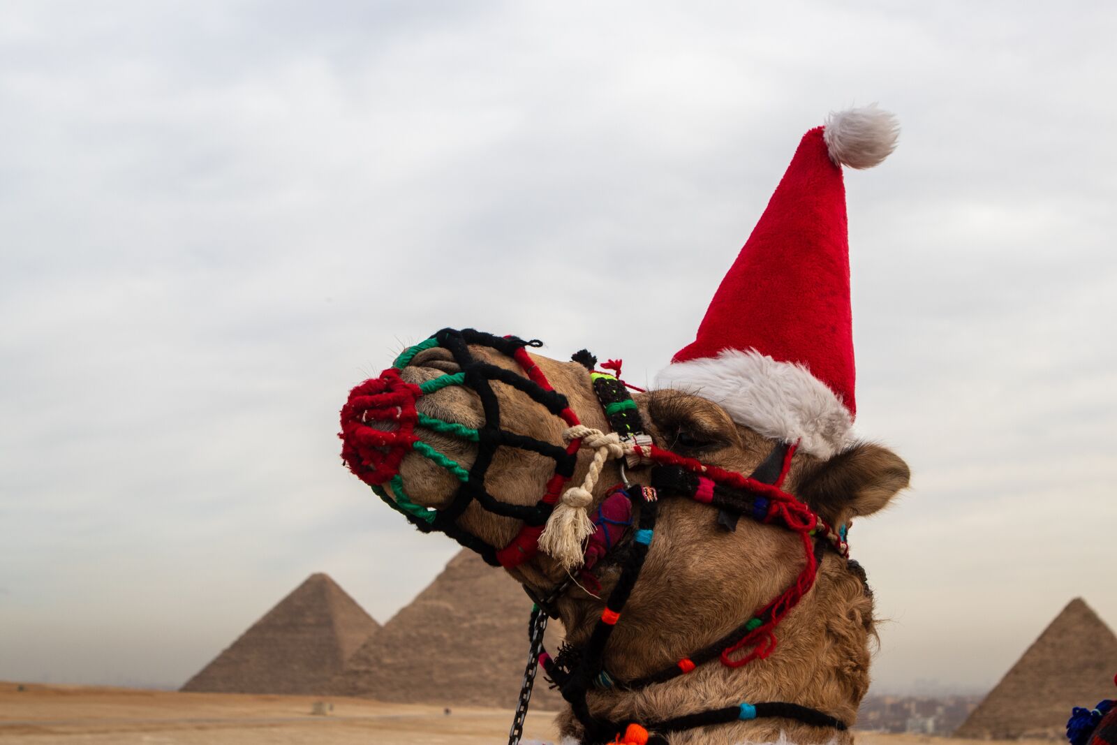 Canon EOS 200D (EOS Rebel SL2 / EOS Kiss X9) sample photo. Camel, pyramid, hat photography