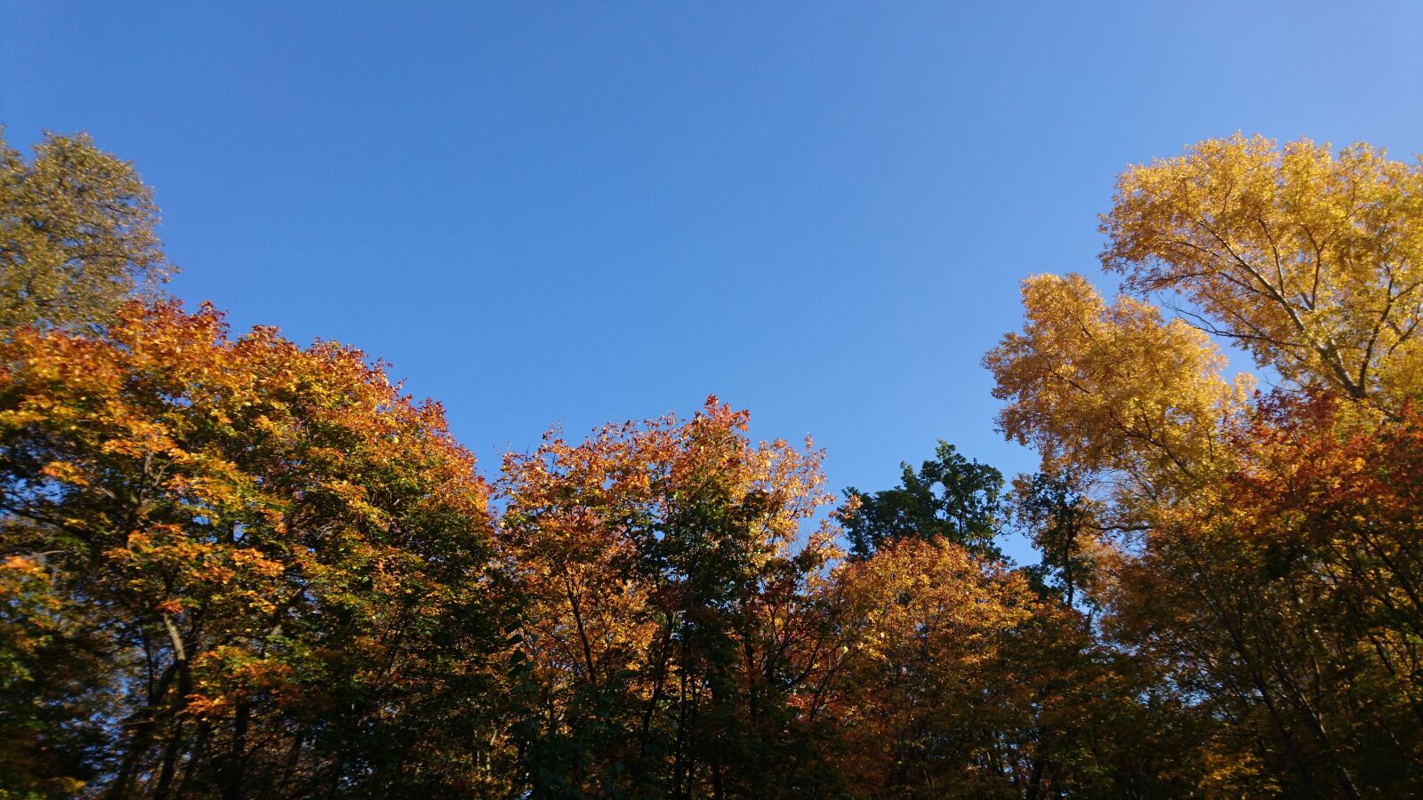 Sony Xperia X sample photo. Autumn, fall, trees photography