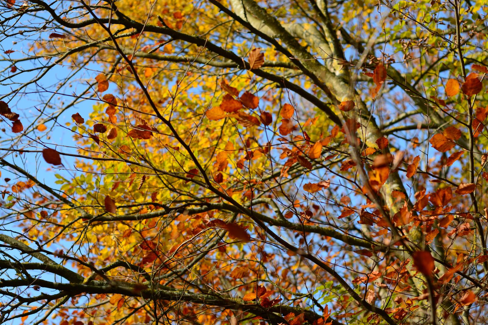 Nikon D7100 sample photo. Autumn, leaf, golden autumn photography