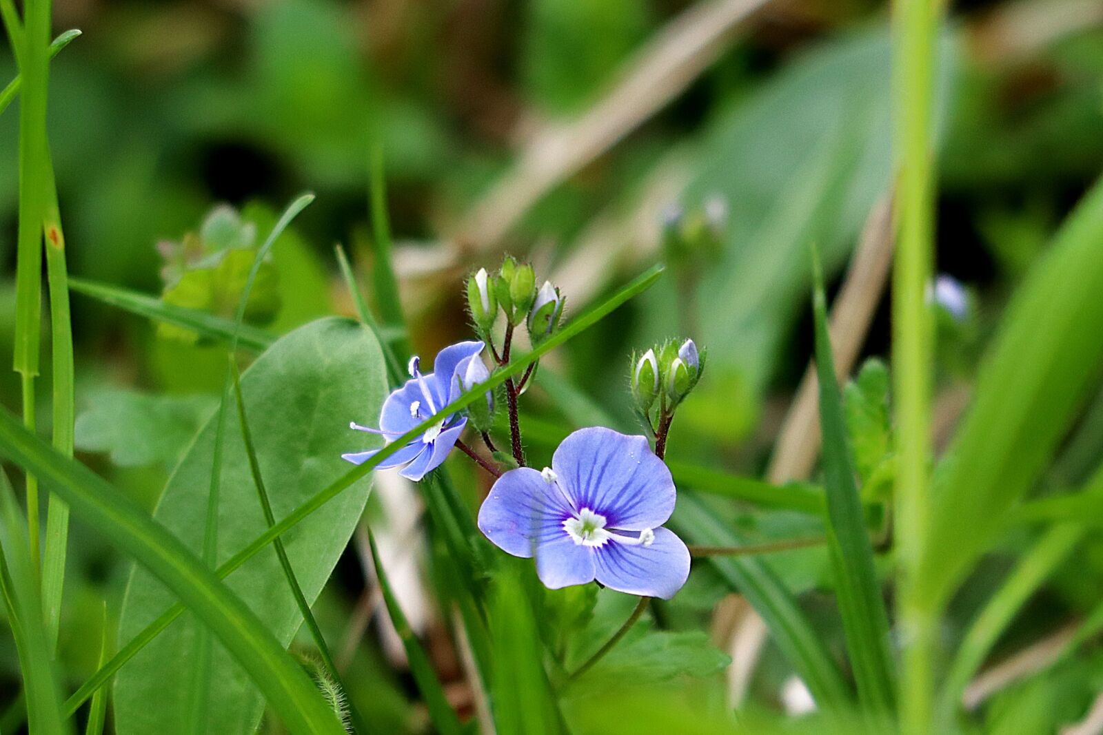 Canon EOS 77D (EOS 9000D / EOS 770D) sample photo. Wild flower, nature, grass photography