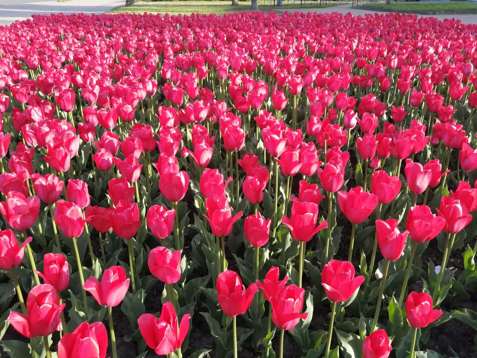 HUAWEI P30 LITE sample photo. Tulips, spring, st petersburg photography