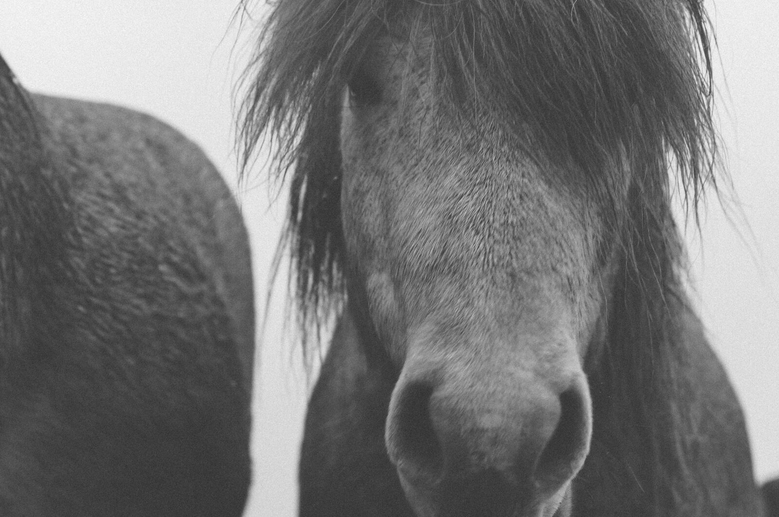 Sony SLT-A37 + Sony DT 50mm F1.8 SAM sample photo. Grayscale, photo, of, horse photography