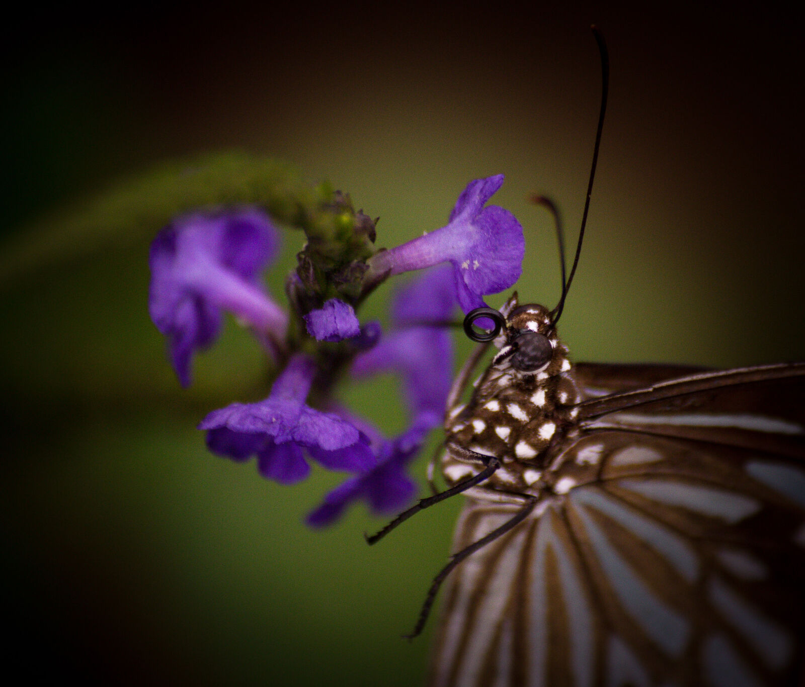Sigma 70-300mm F4-5.6 DG OS sample photo. Butter, fly, nature photography