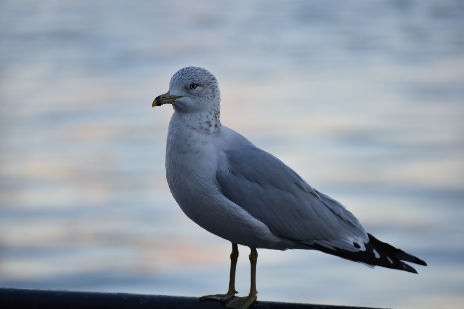 Nikon D3400 sample photo. Bird, wildlife, nature photography