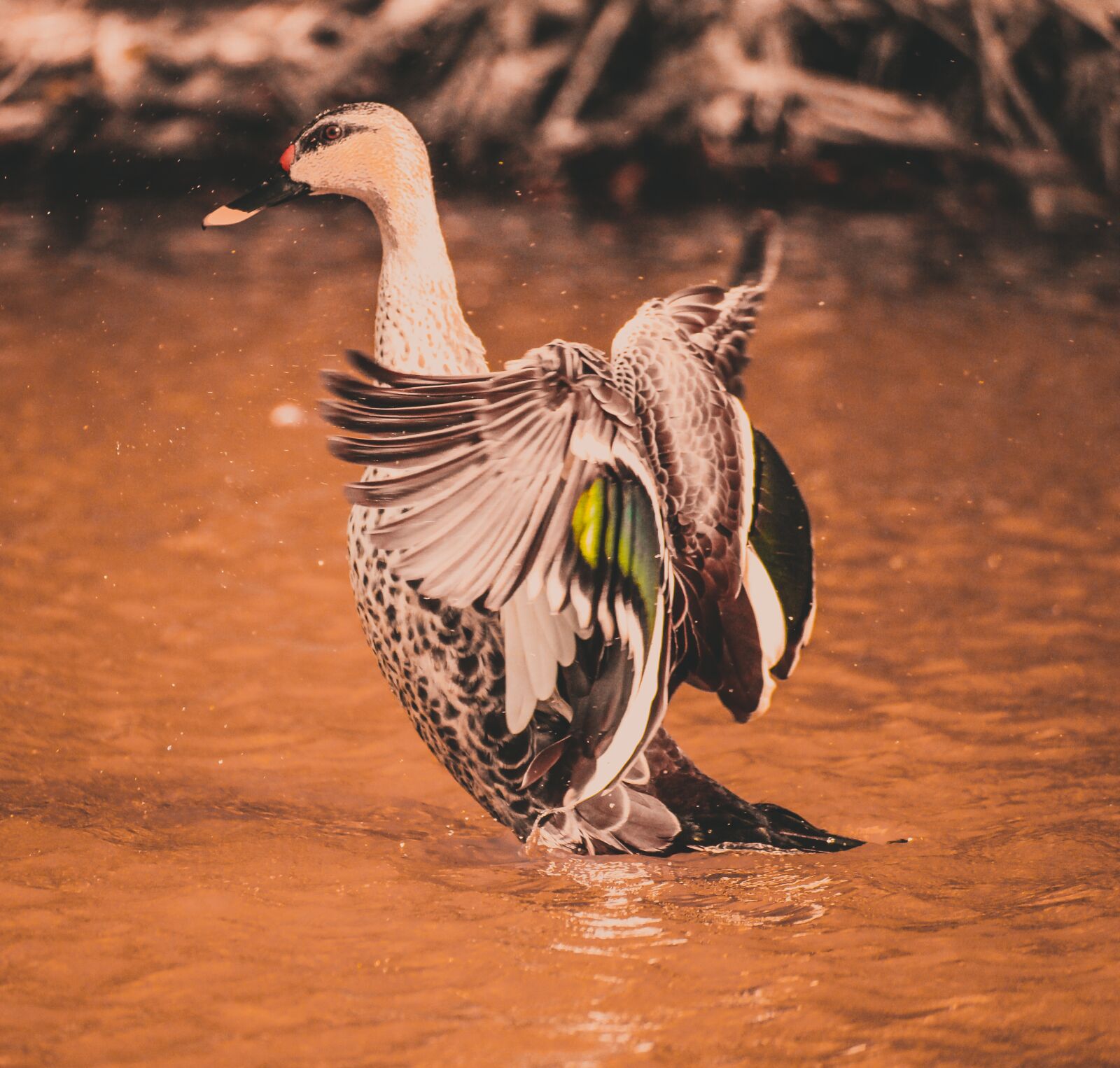 Canon EOS 700D (EOS Rebel T5i / EOS Kiss X7i) sample photo. Swan, flex wings, wings photography