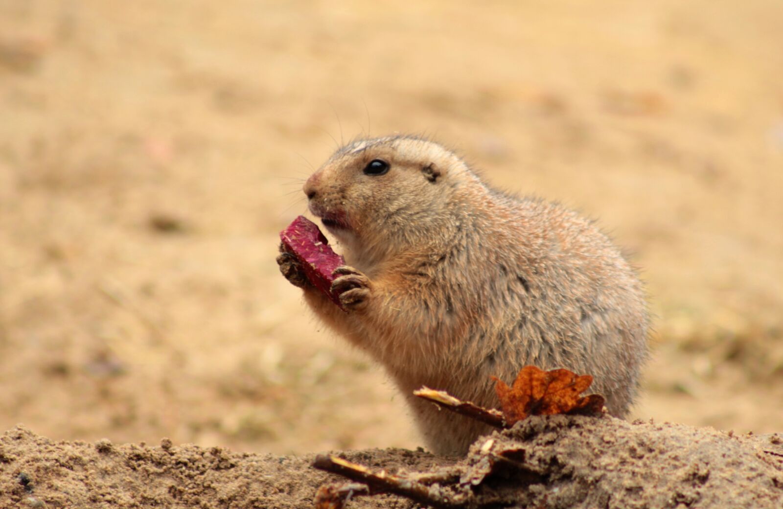 Canon EOS 600D (Rebel EOS T3i / EOS Kiss X5) sample photo. Prairie dog, zoo, rodent photography