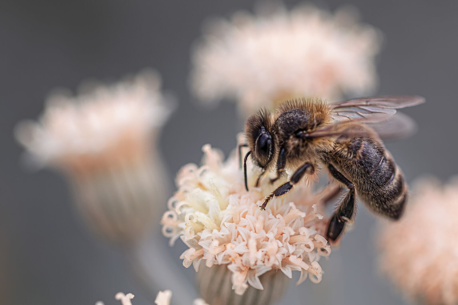Canon EF 100mm F2.8L Macro IS USM sample photo. Macro, bee, insects photography