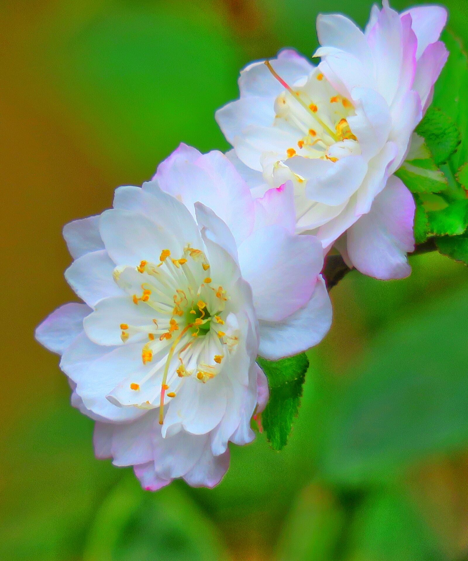 Canon PowerShot G3 X sample photo. Flower, nature, plant photography