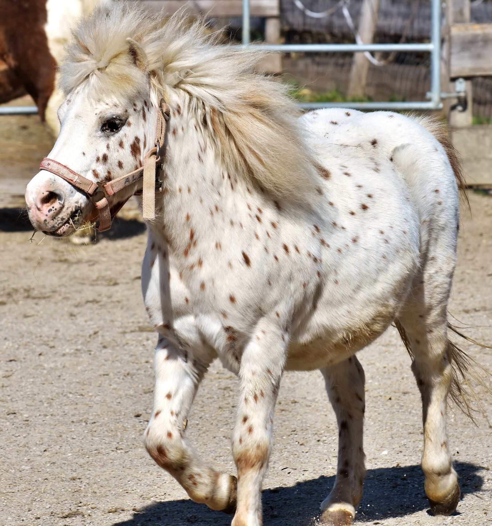Nikon D7200 sample photo. Pony, horse, cute photography