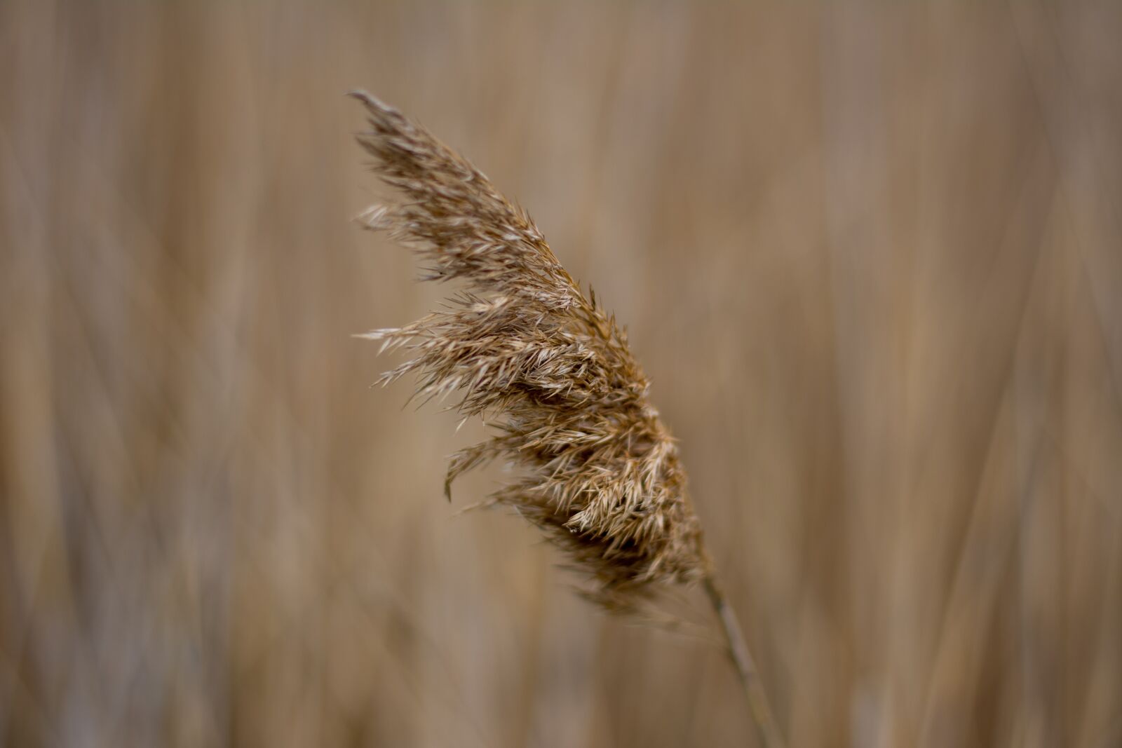 Nikon D7100 sample photo. Nature, wind, kolosok photography