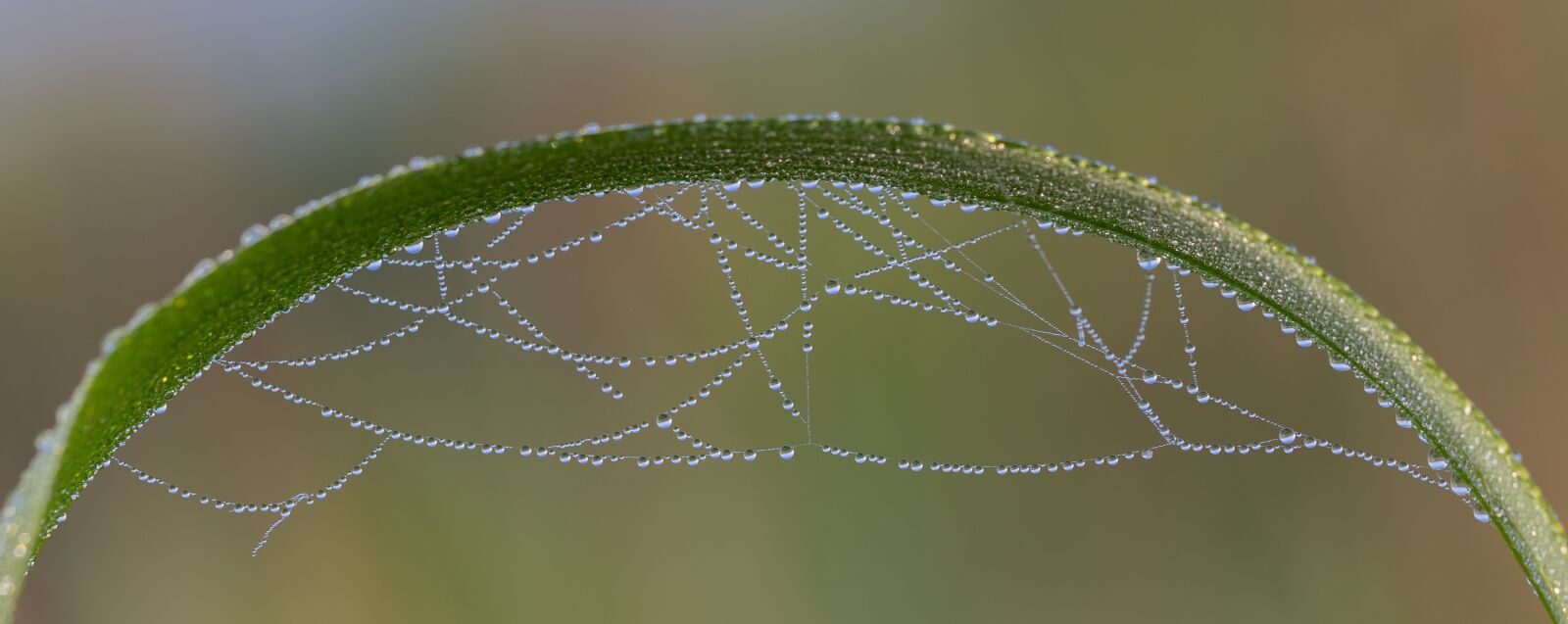 Canon EOS 7D Mark II sample photo. Drip, dewdrop, beads photography