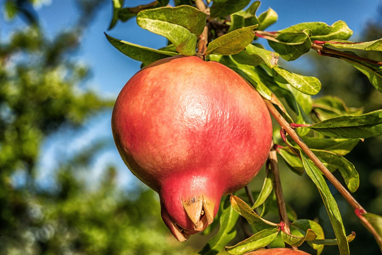 Nikon D3300 sample photo. Pomegranate, fruit, punica granatum photography
