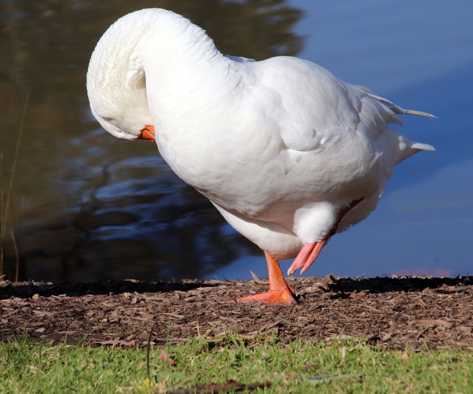 Canon EOS 800D (EOS Rebel T7i / EOS Kiss X9i) sample photo. Goose, bird, poultry photography