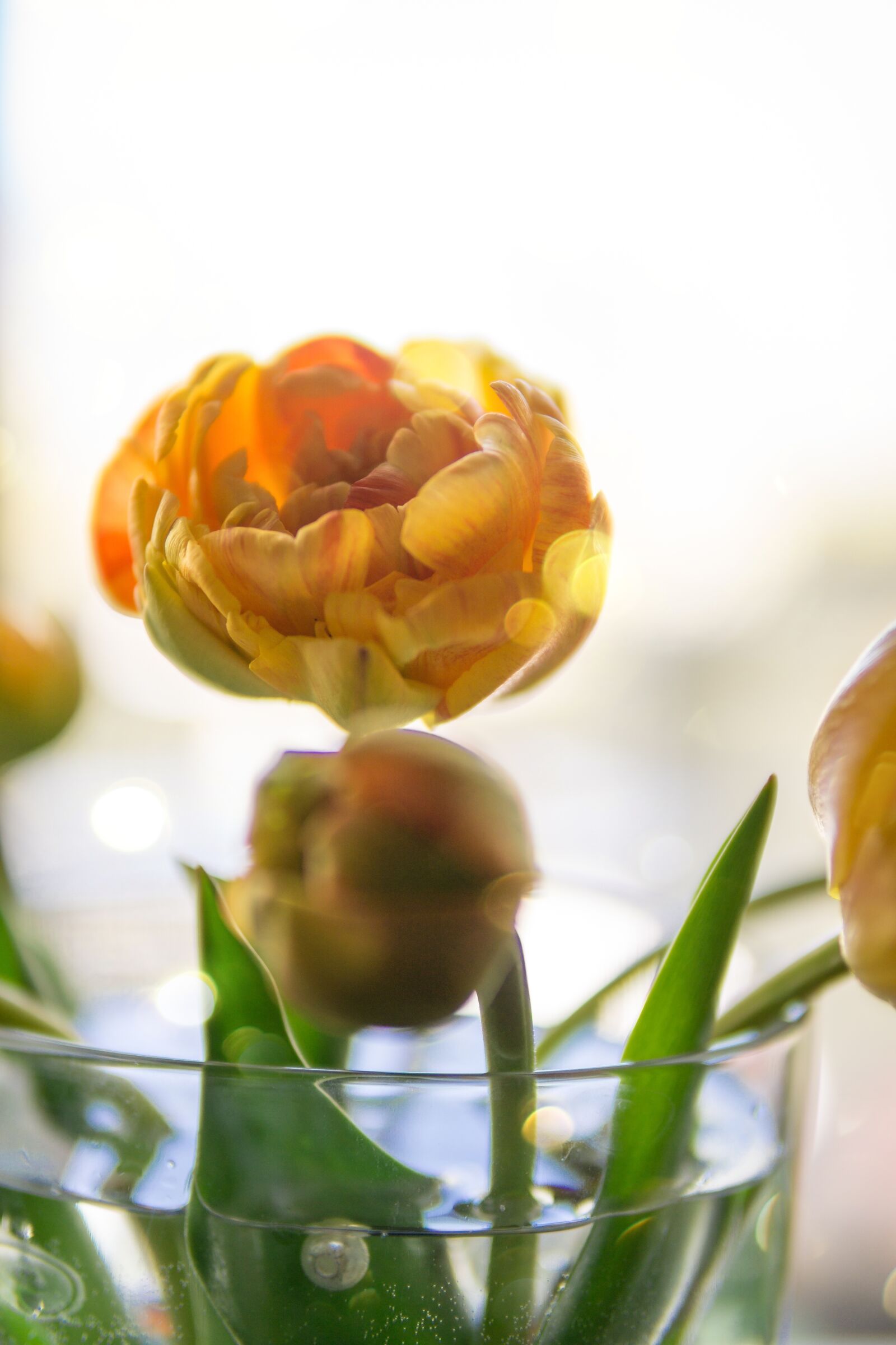30mm F1.4 DC DN | Contemporary 016 sample photo. Tulips, flower, spring photography