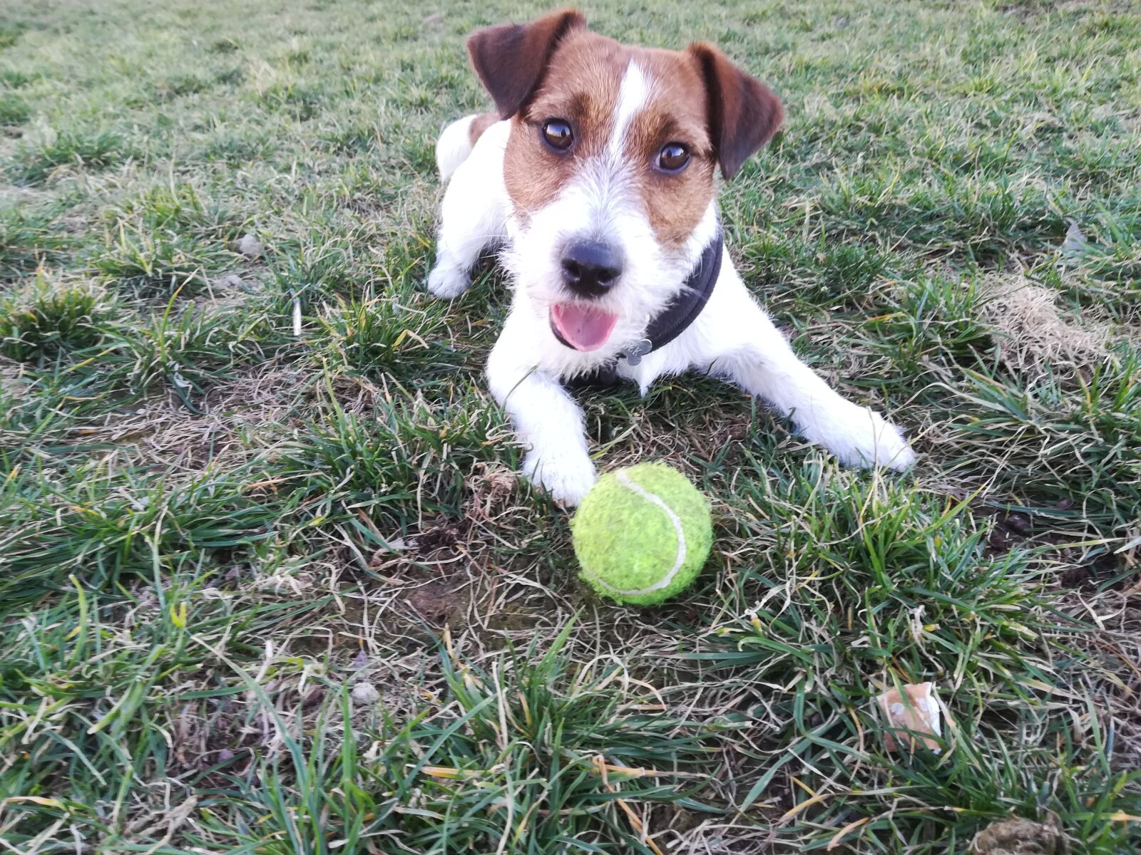 HUAWEI P10 lite sample photo. Dog, jack russell, jack photography