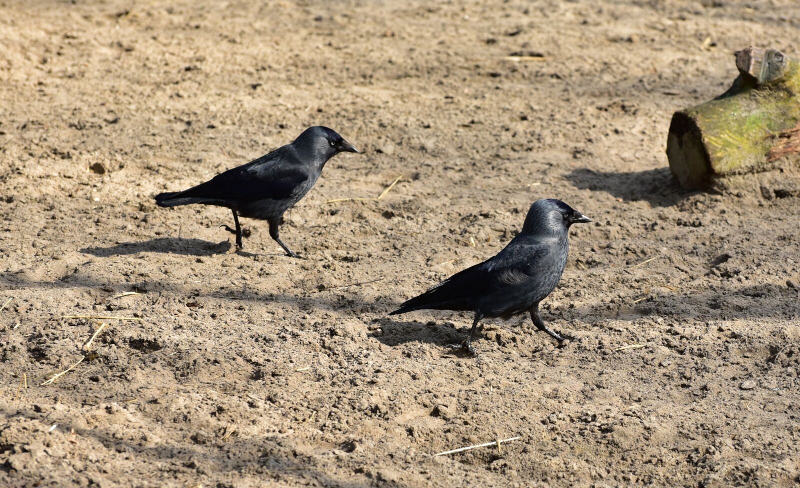 Nikon D750 sample photo. Corvidae, black, bird photography