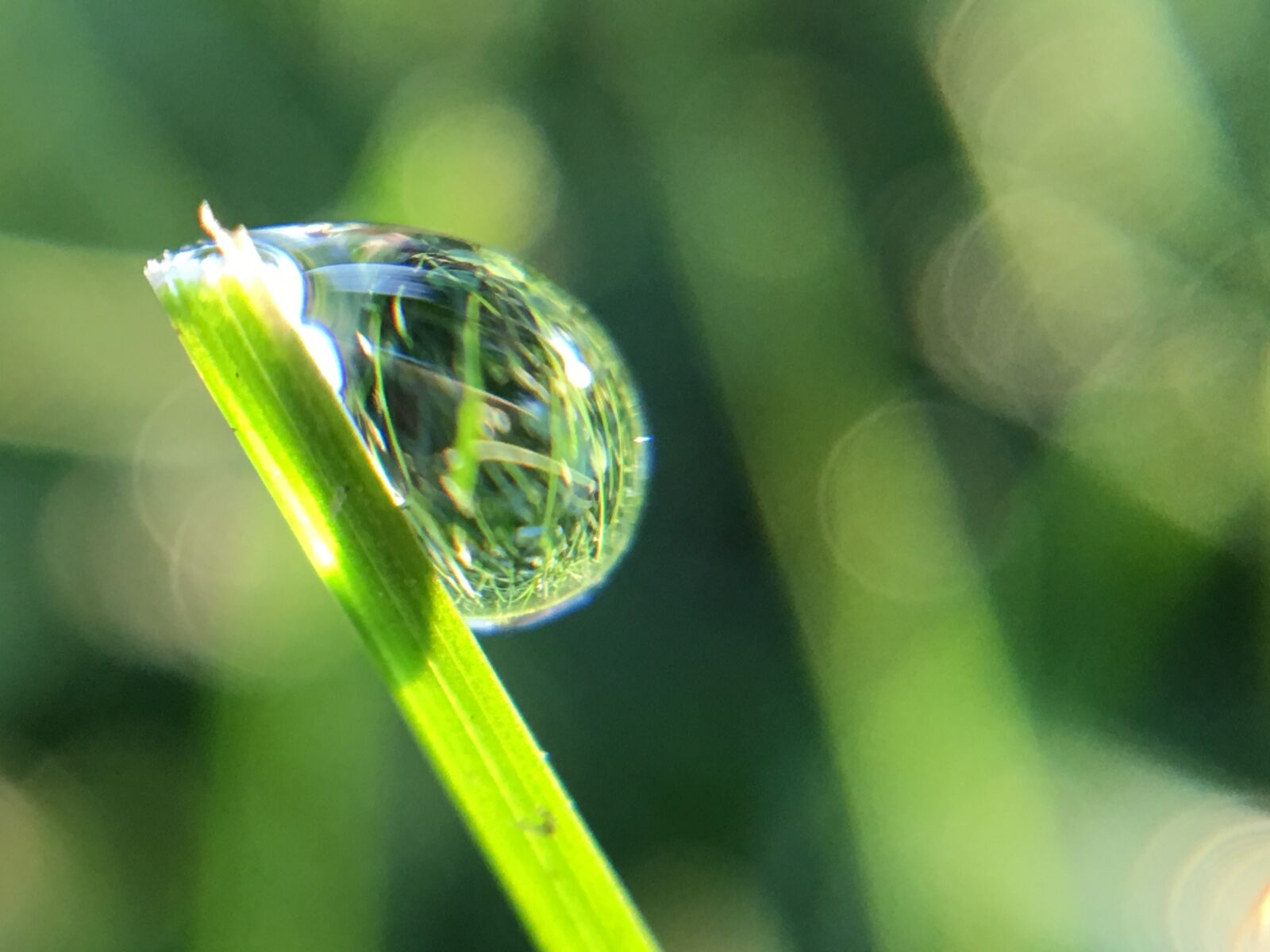 Apple iPhone 6s Plus sample photo. Drop, dew, nature photography