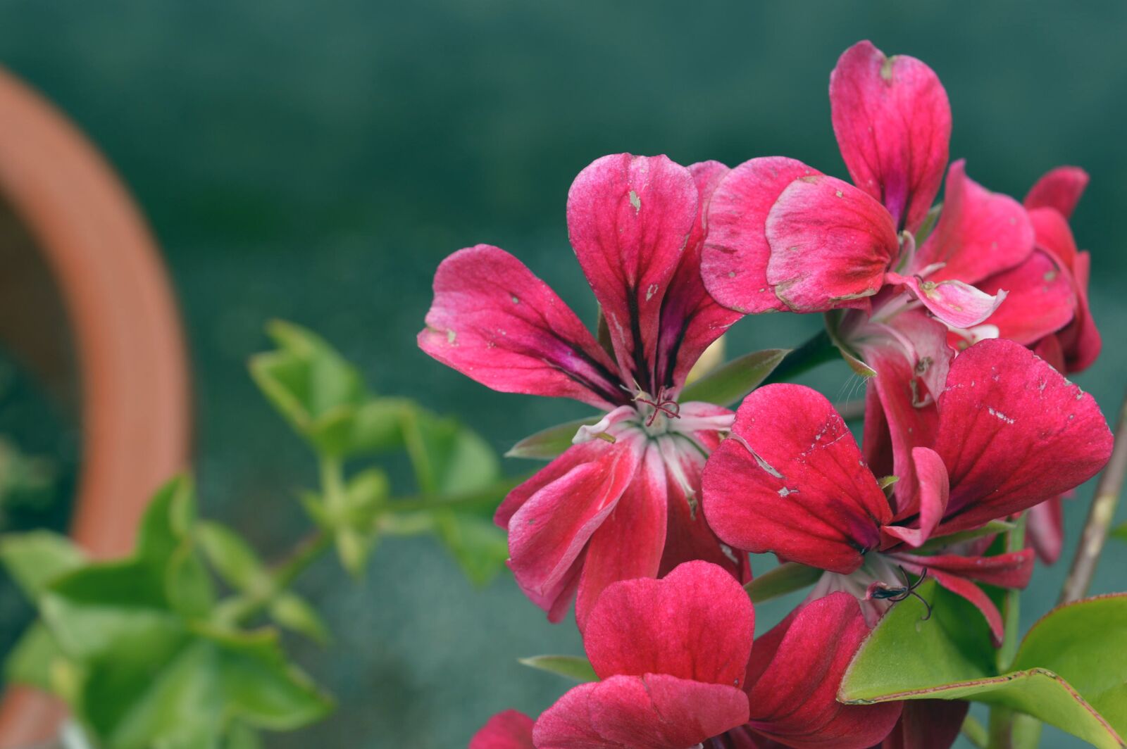 Nikon D3200 sample photo. Flower, plant, petal photography