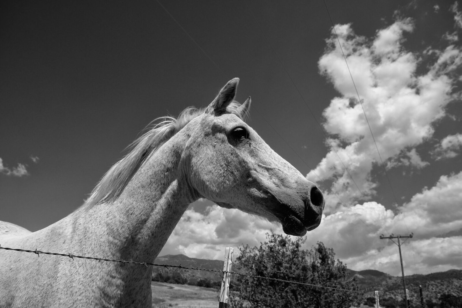 Fujifilm X-E2 sample photo. Horse, clouds, pony photography