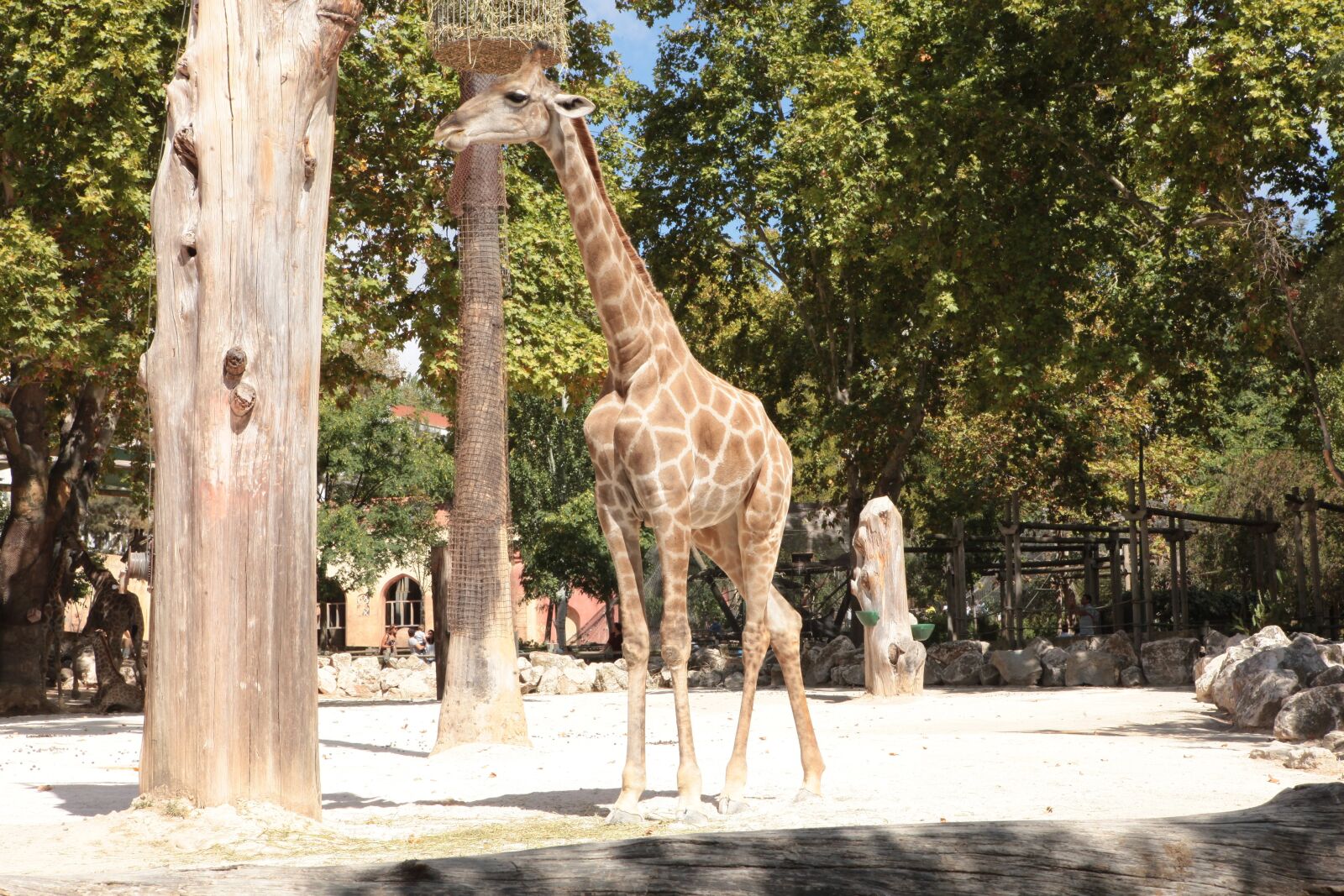 Canon EOS 5D Mark II sample photo. Giraffe, angola, zoo photography