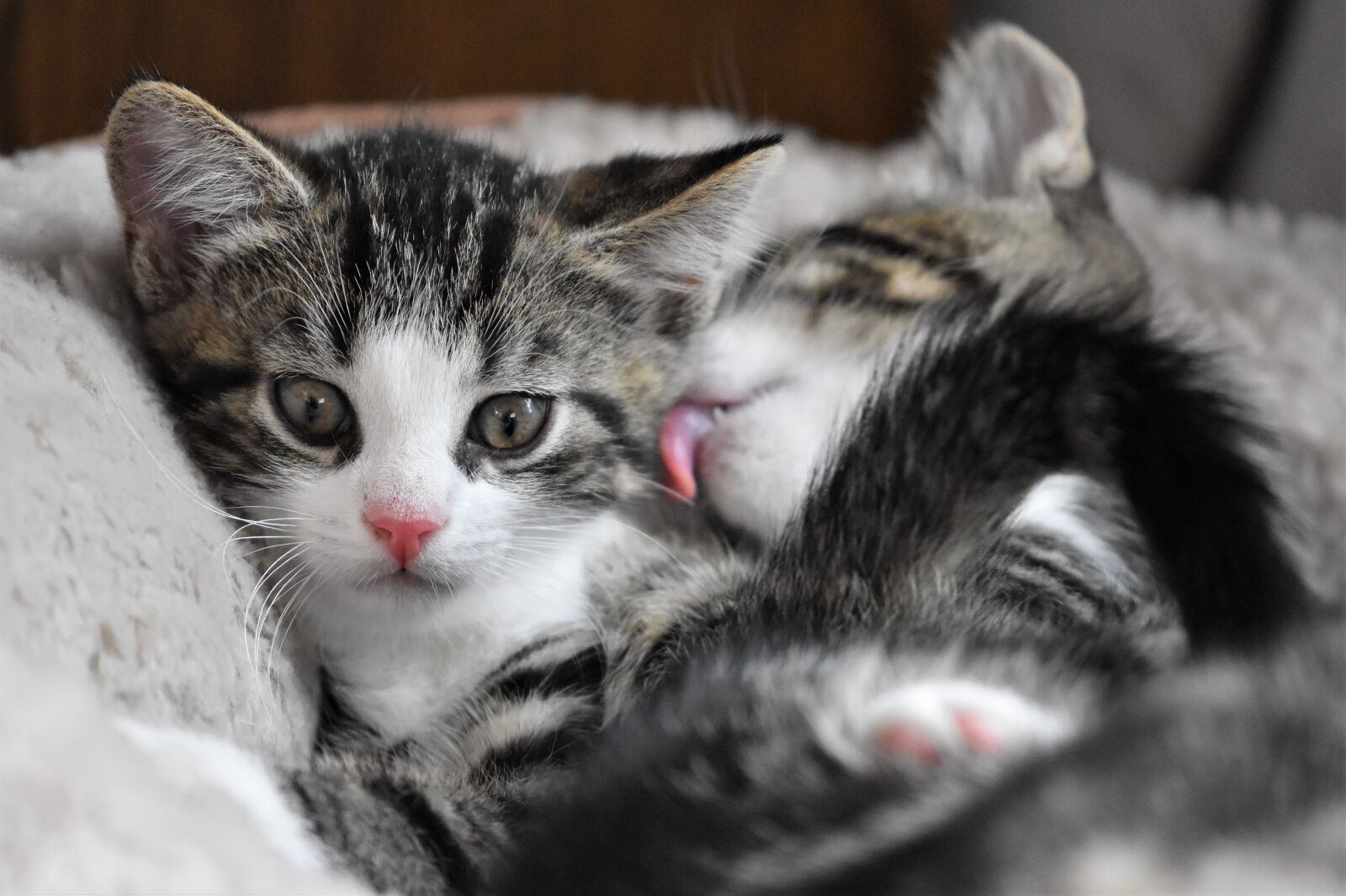 Nikon D5600 sample photo. Cat, kittens, domestic cat photography