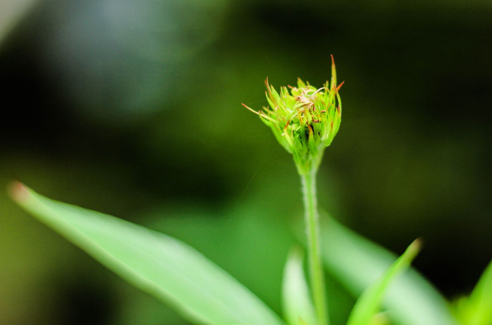 Canon EOS 700D (EOS Rebel T5i / EOS Kiss X7i) sample photo. Flowers, nature, the small photography